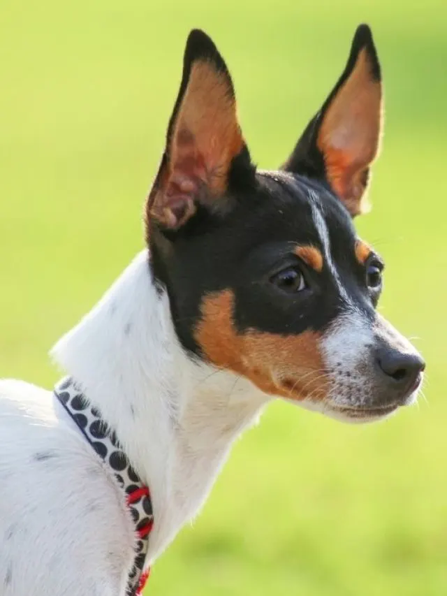 Rat terrier color