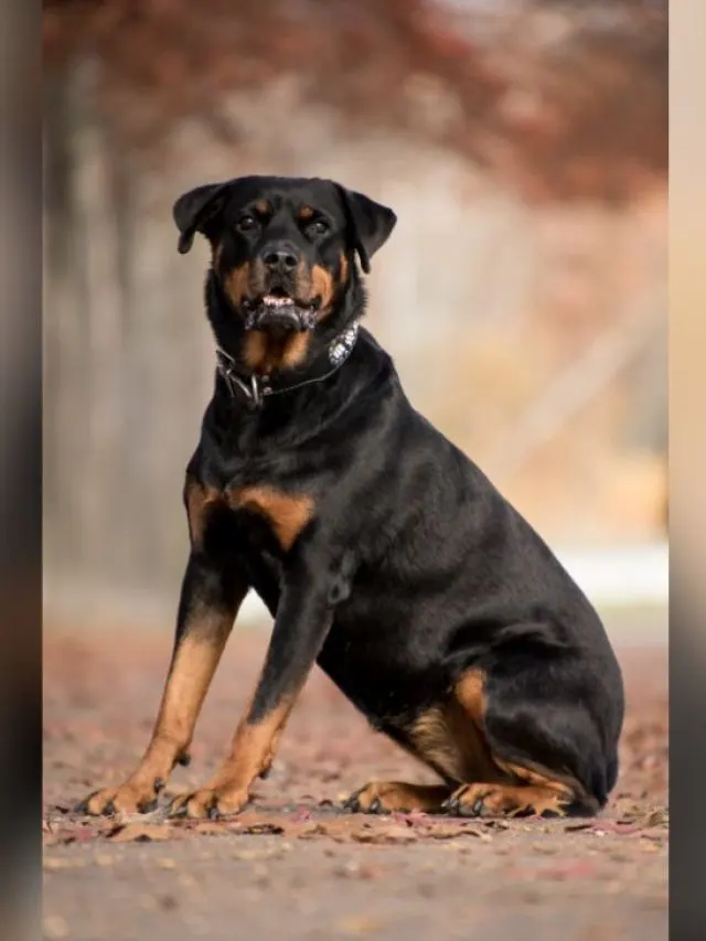 Rottweiler