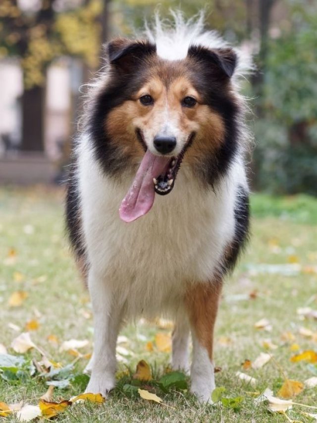Shetland Sheepdog