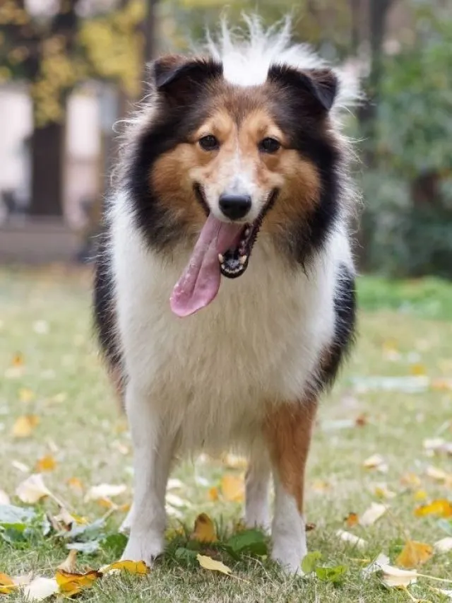Shetland Sheepdog