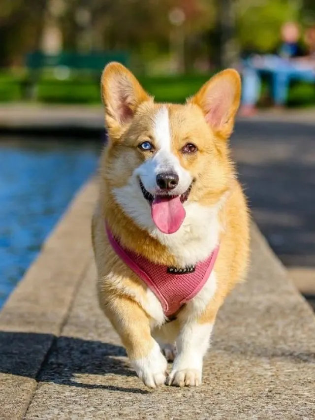 corgi adult size