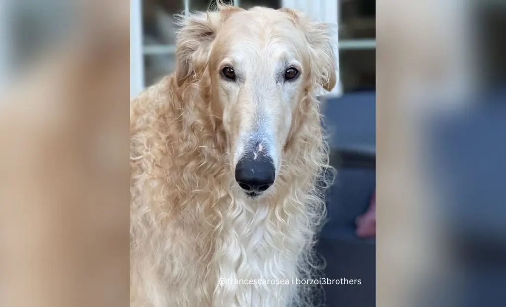 gold borzoi color
