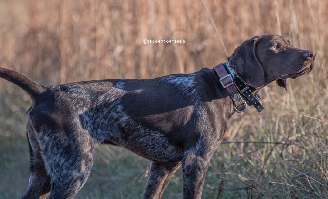 15 German Shorthaired Pointer Colors With Unique Markings