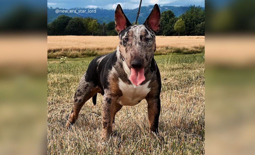 merle bull terrier color