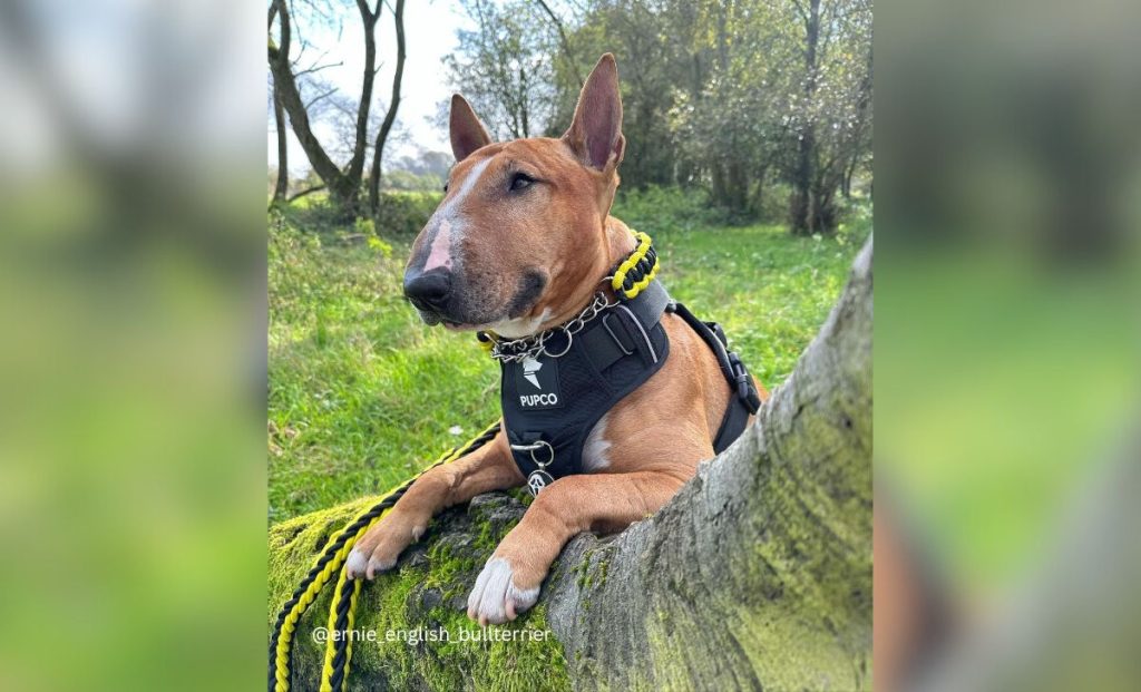 red bull terrier color