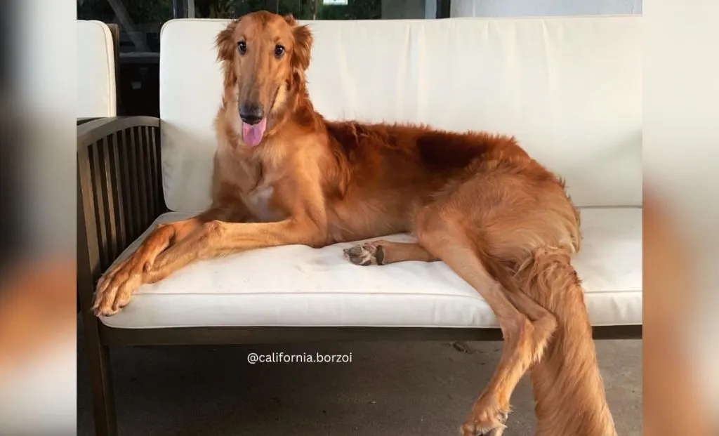 red sable borzoi color