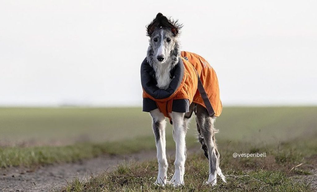 silver borzoi color