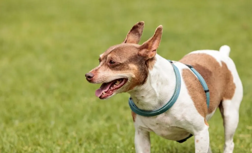 white and red rat terrier color