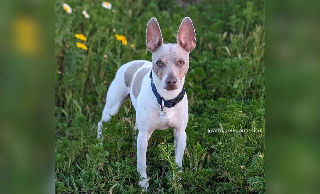 white and silver rat terrier color
