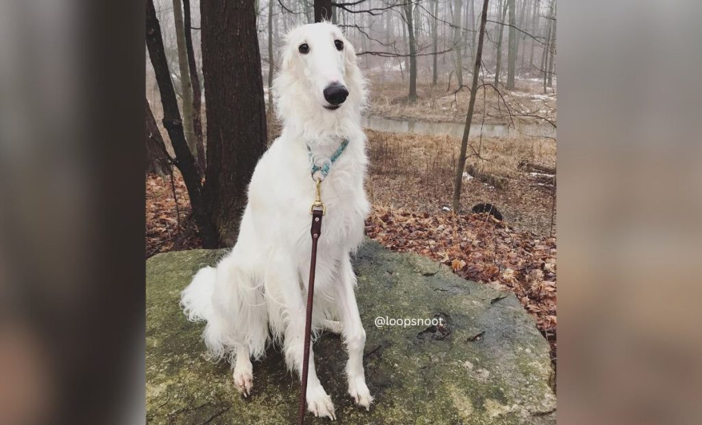 white borzoi color
