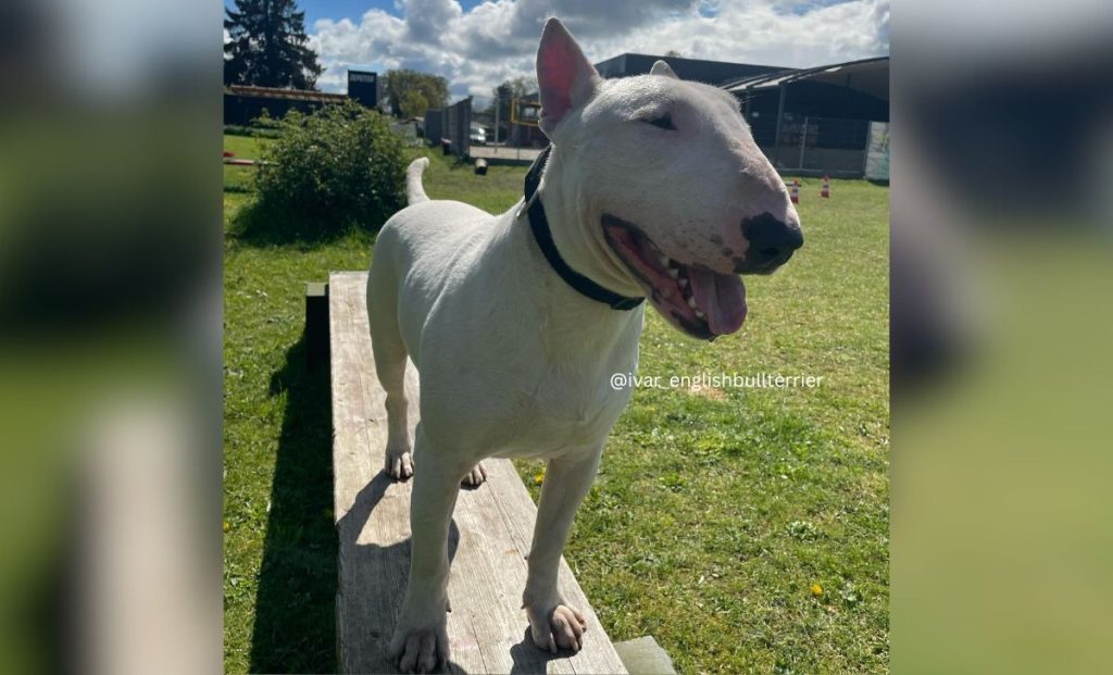 white bull terrier color