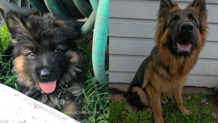 A Couple Filmed Their Puppy Everyday For A Year, And The Results Will Amaze You
