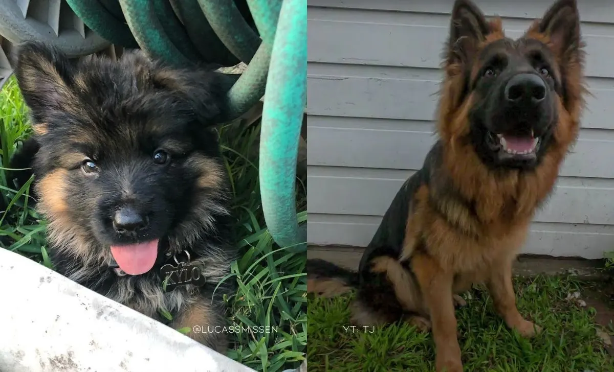 A Couple Filmed Their Puppy Everyday For A Year, And The Results Will Amaze You