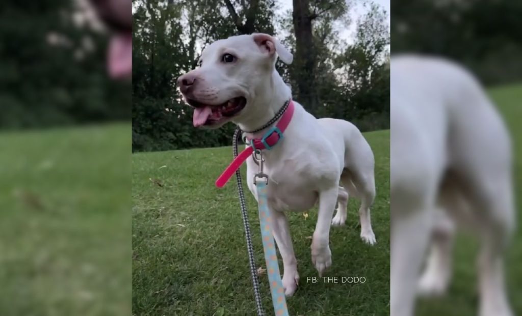 A Dog So Heartbroken She Didn’t Know Love Finally Learns To Trust Again