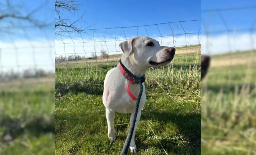 A Dog So Heartbroken She Didn’t Know Love Finally Learns To Trust Again