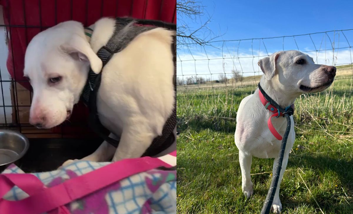 A Dog So Heartbroken She Didn’t Know Love Finally Learns To Trust Again