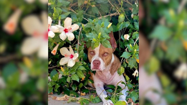 A Homeless Pit Bull Makes An Unexpected Leap Of Faith 