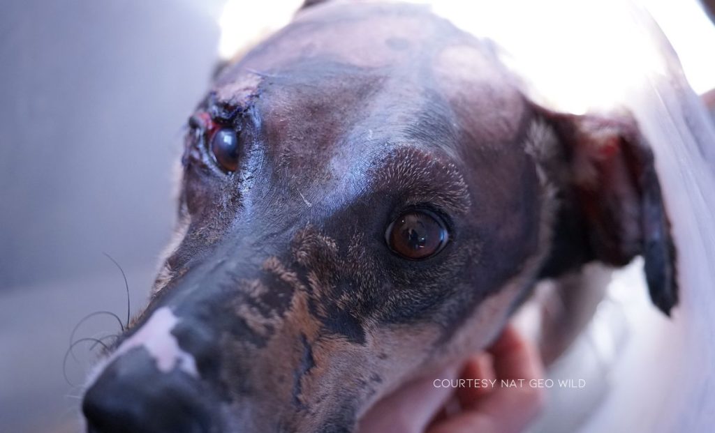 A Veterinarian Uses A Fishy Method To Bring A Burned Dog Back To Life