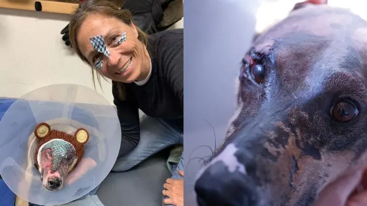 A Veterinarian Uses A Fishy Method To Bring A Burned Dog Back To Life