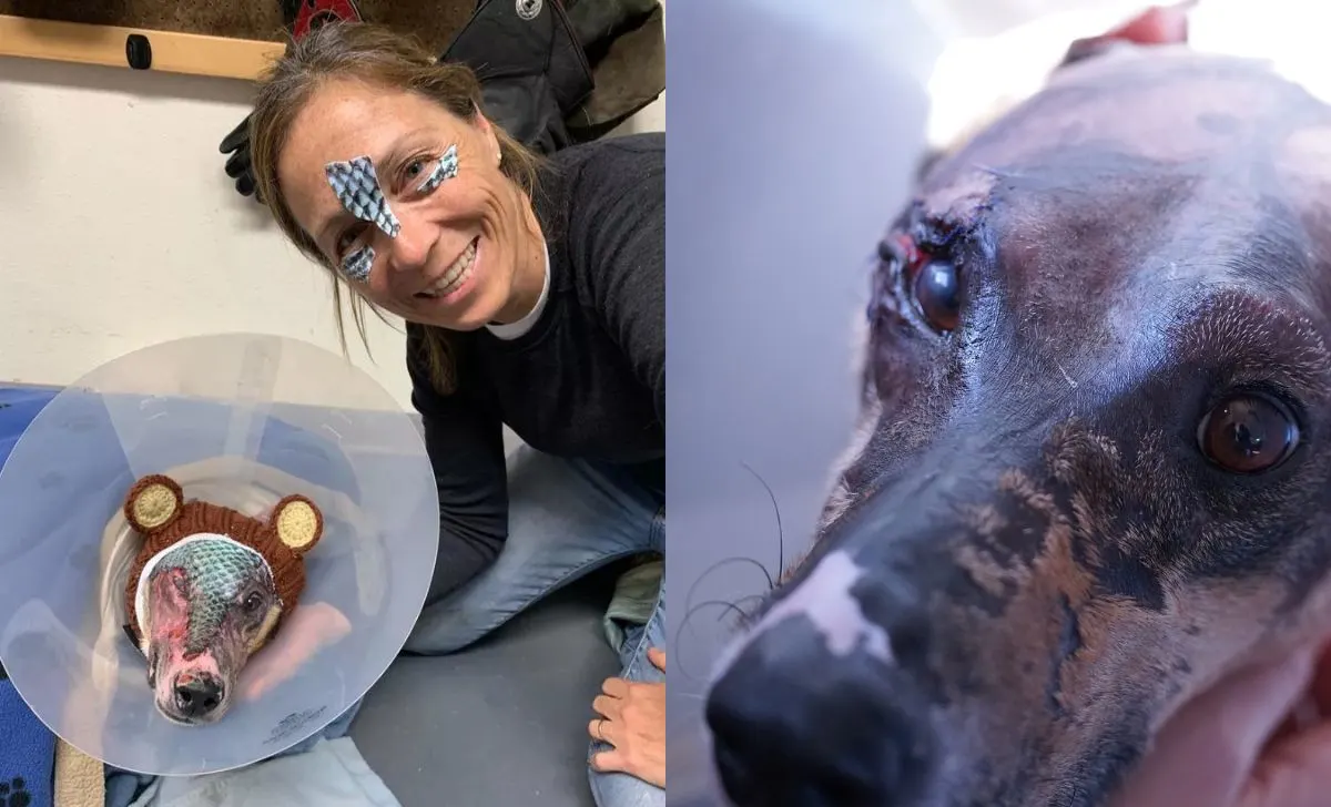 A Veterinarian Uses A Fishy Method To Bring A Burned Dog Back To Life