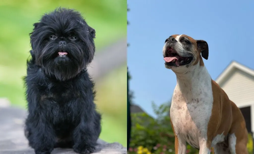 Affenpinscher x Boxer