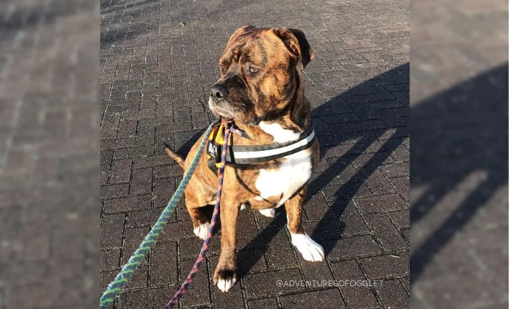 American Bulldog x Mastiff