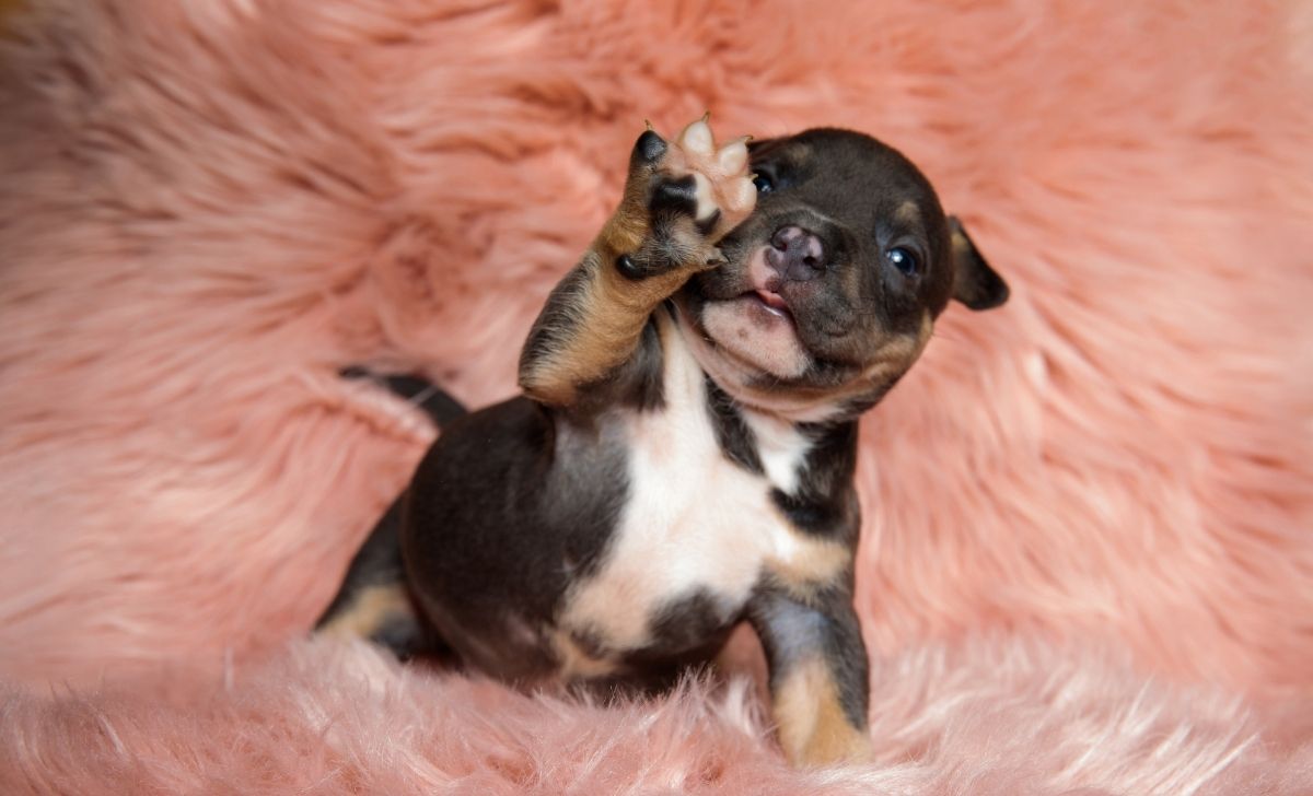 How Often To Bathe American Bully Puppy With Useful Tips