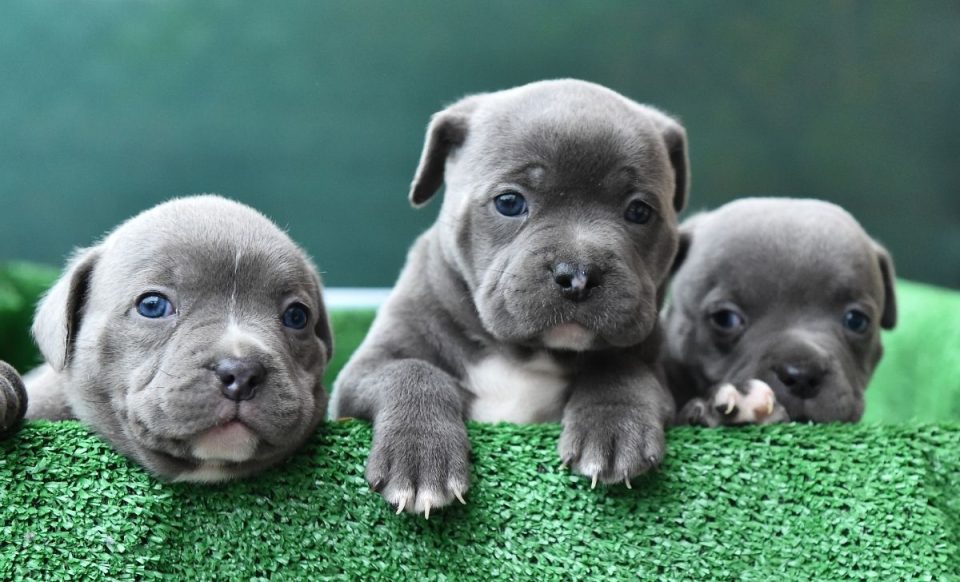 How Often To Bathe American Bully Puppy With Useful Tips