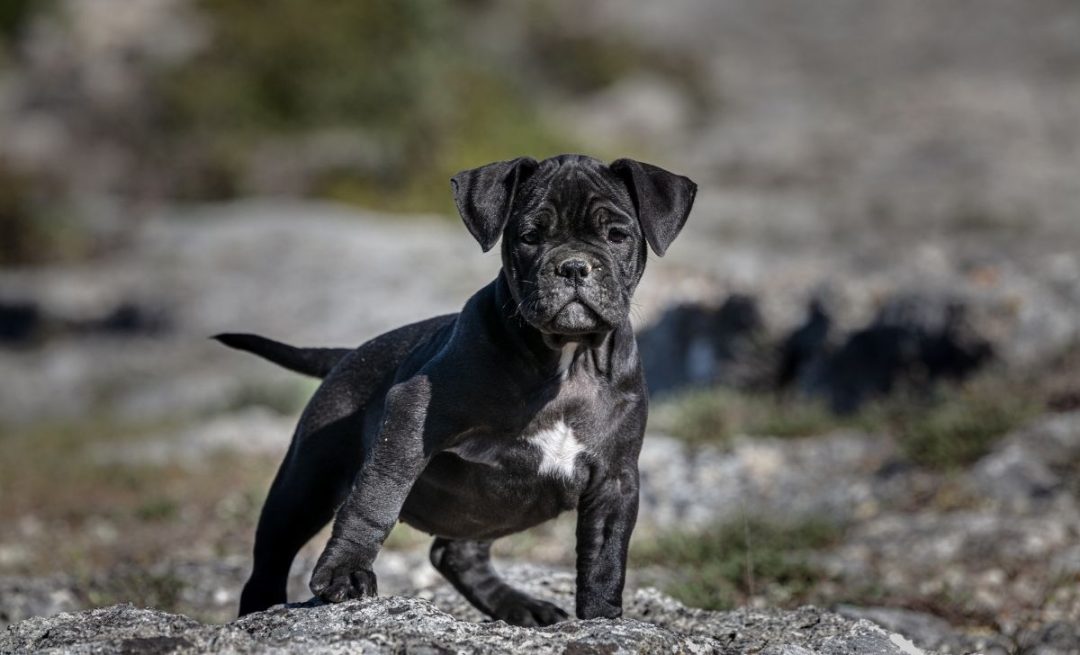 How Often To Bathe American Bully Puppy With Useful Tips