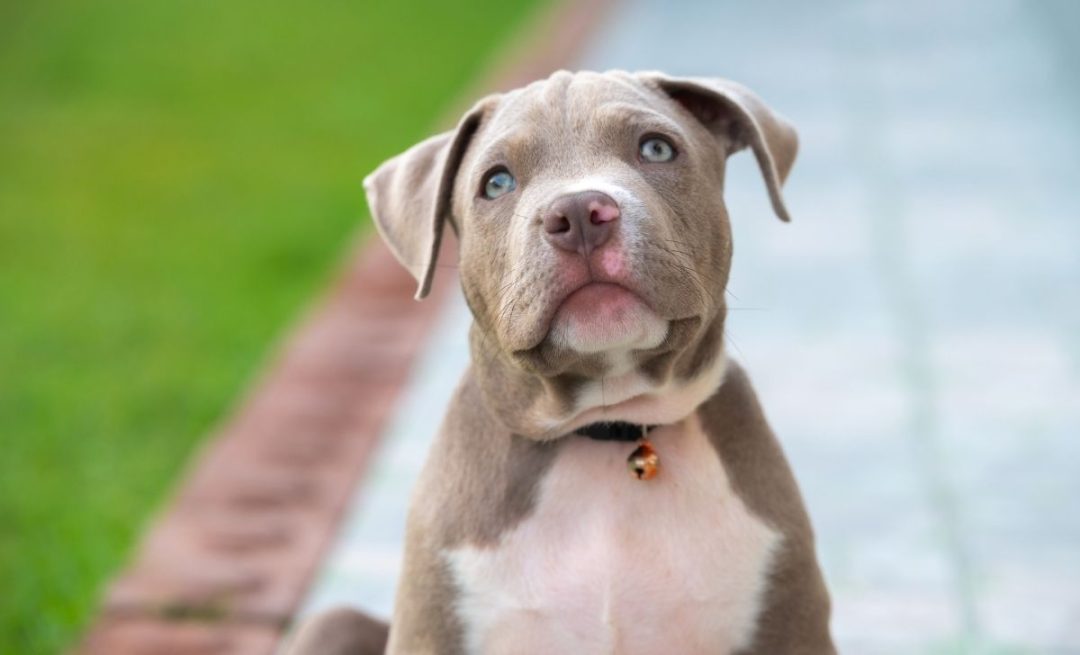 How Often To Bathe American Bully Puppy With Useful Tips