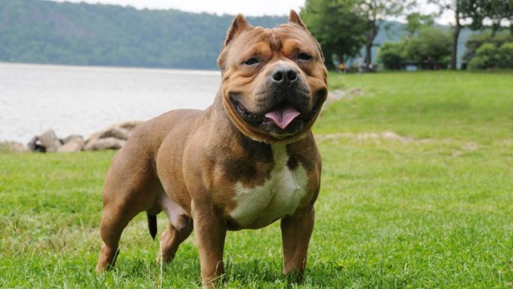 9 Reasons Why Is My American Bully So Aggressive + Easy Fixes
