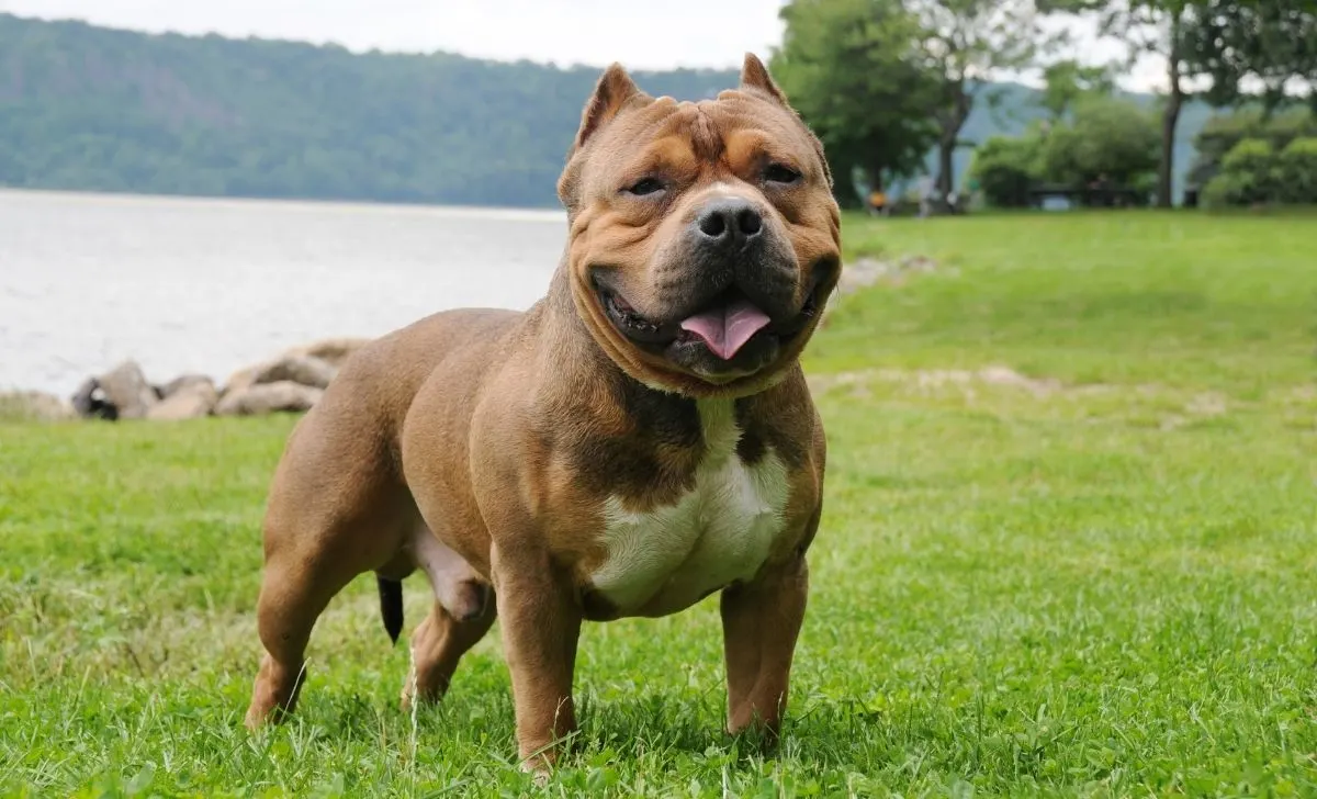 American Bully