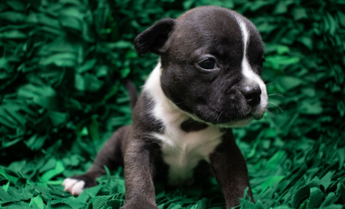 How Often To Bathe American Bully Puppy With Useful Tips