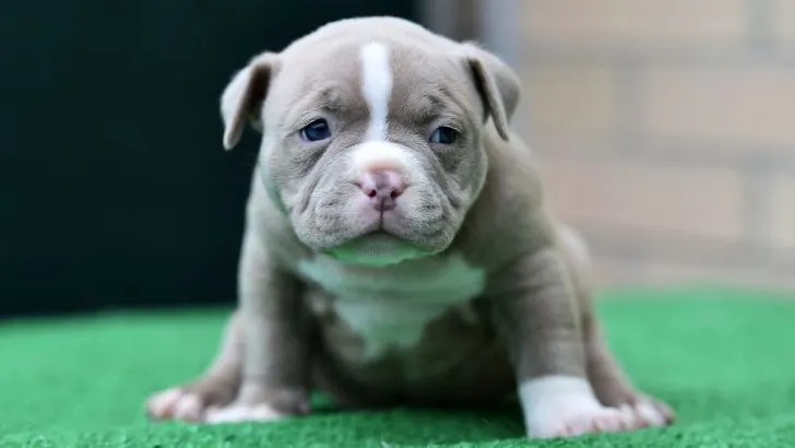 How Often To Bathe American Bully Puppy  With Useful Tips