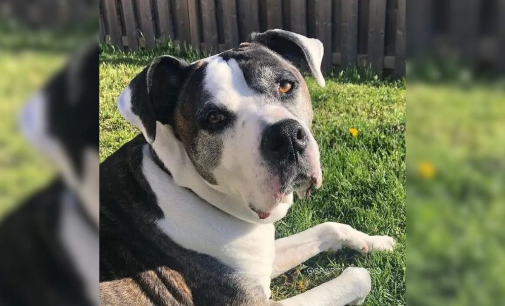 American bulldog x boxer