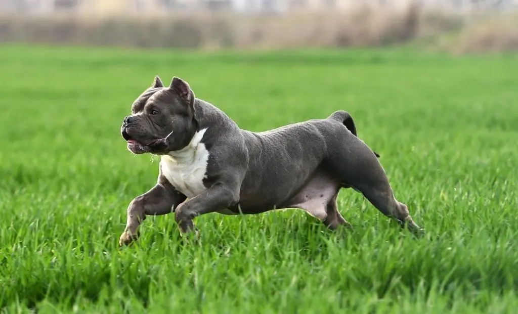 American bully