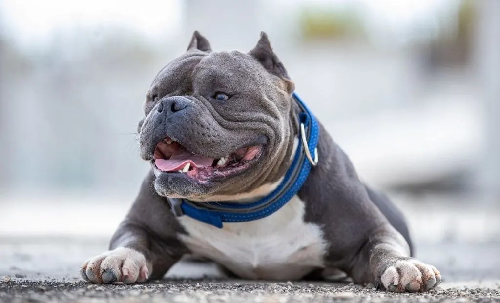 American bully