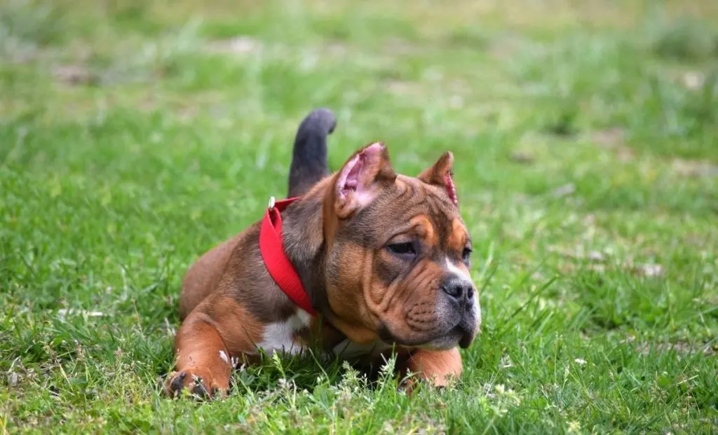 American bully