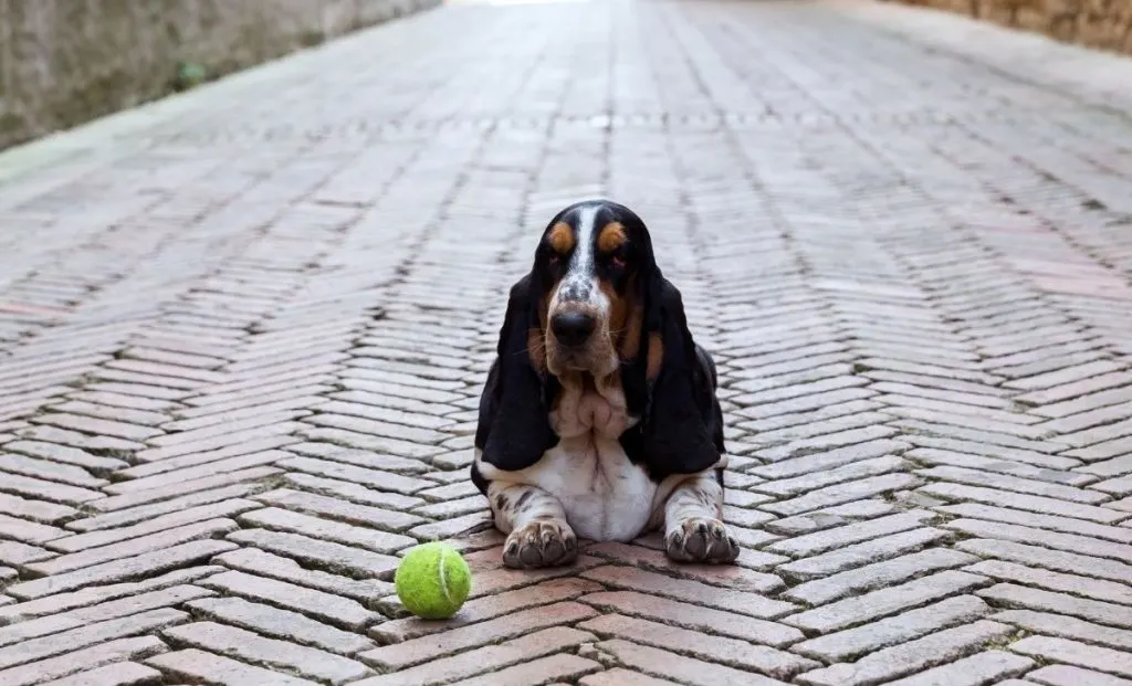 Basset Hound