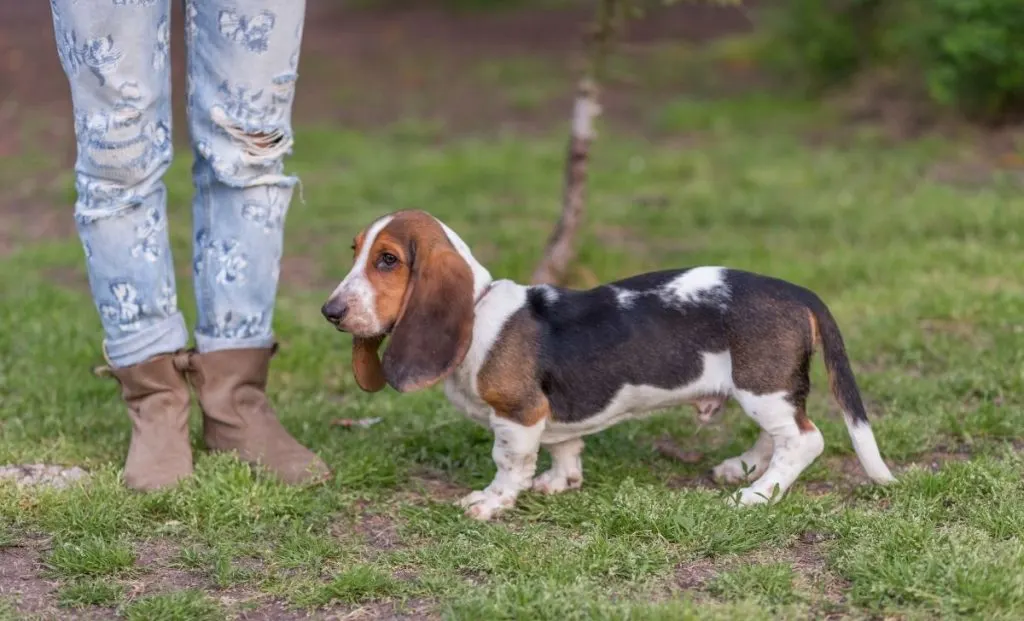 Basset Hound