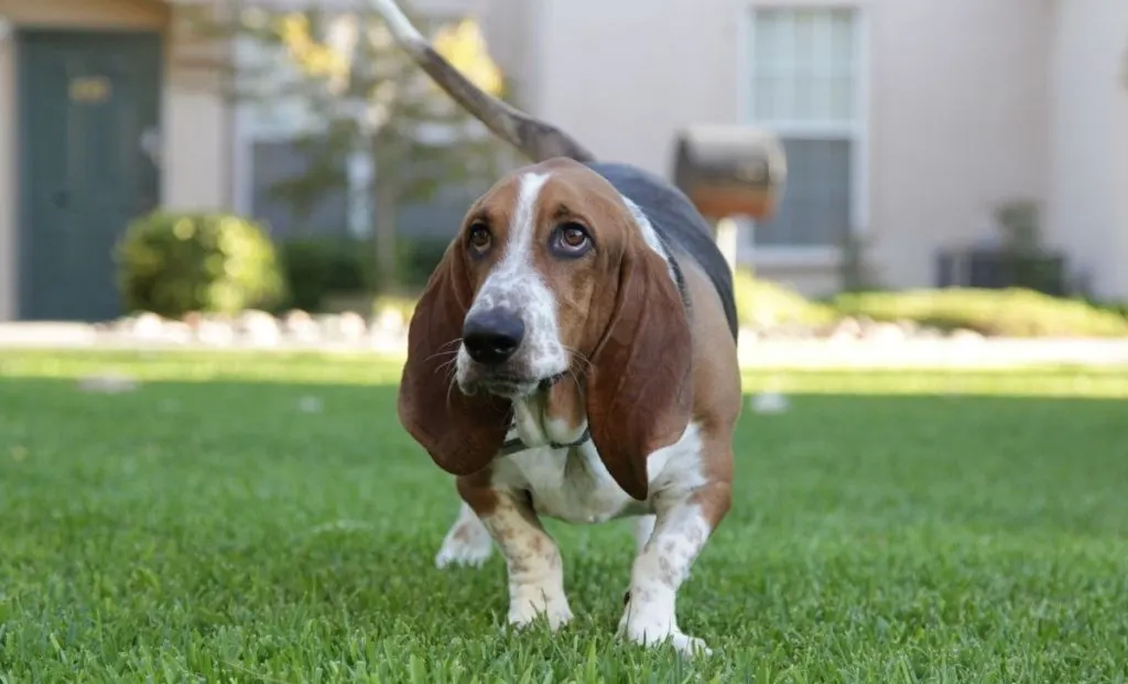 Basset Hound