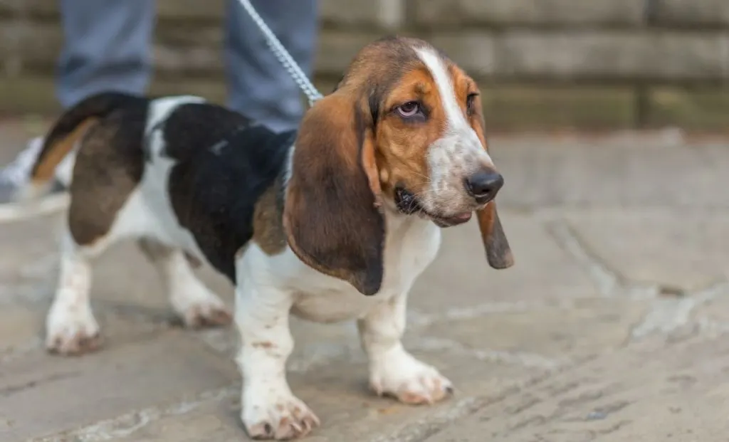 Basset Hound