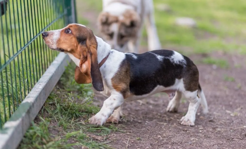 Basset Hound