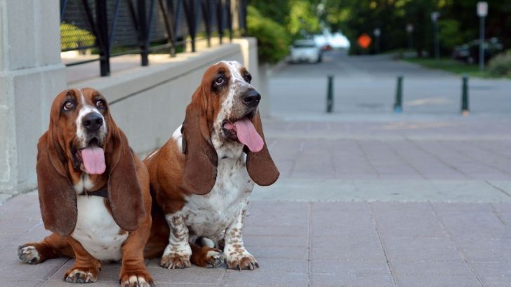 Male vs Female Basset Hound: Which One Is For You?