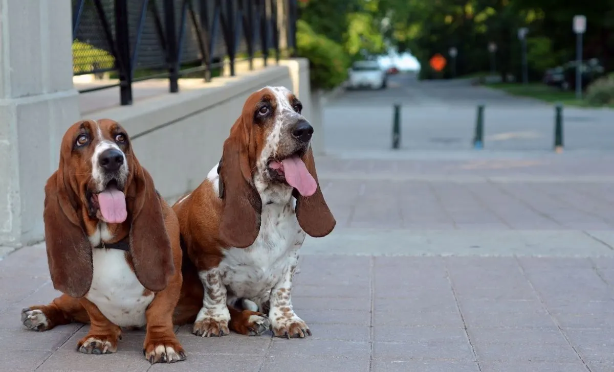 Basset Hound - Male vs Female Basset Hound Which One Is For You