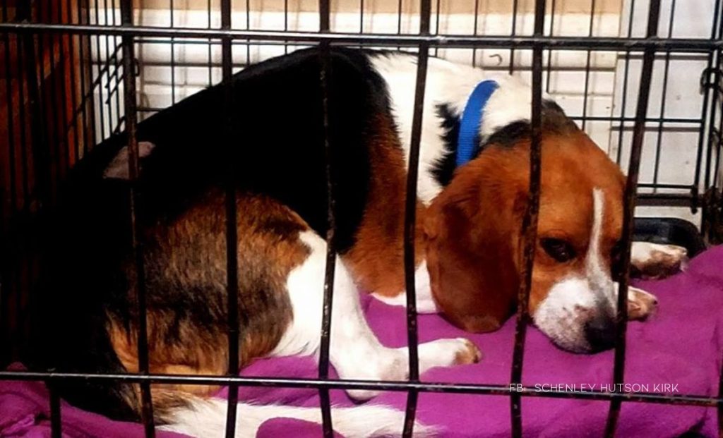 Beagle Rescued From Euthanization Hugs His Savior During Car Ride Home
