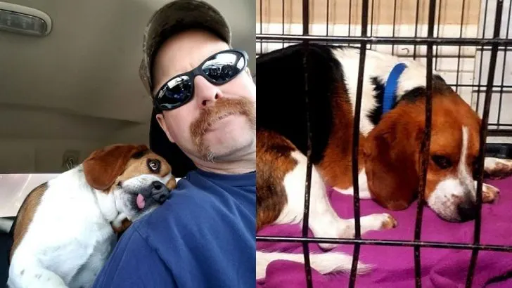 Beagle Rescued From Euthanization Hugs His Savior During Car Ride Home