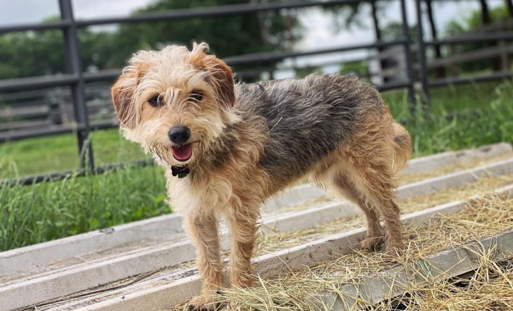 Beagle x Maltese Mix