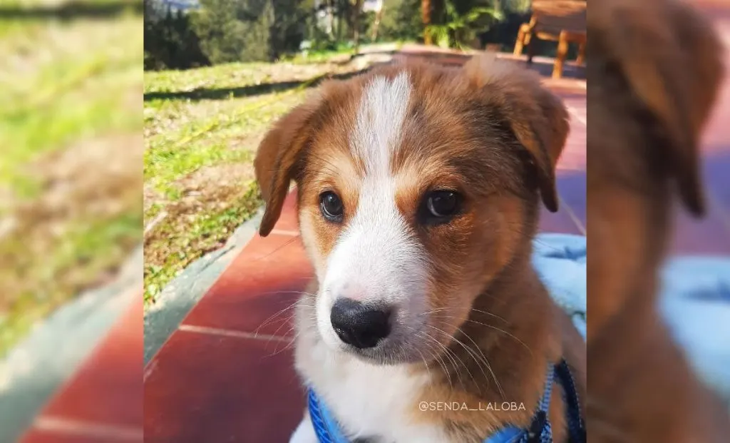 Bernese mountain dog x Boxer