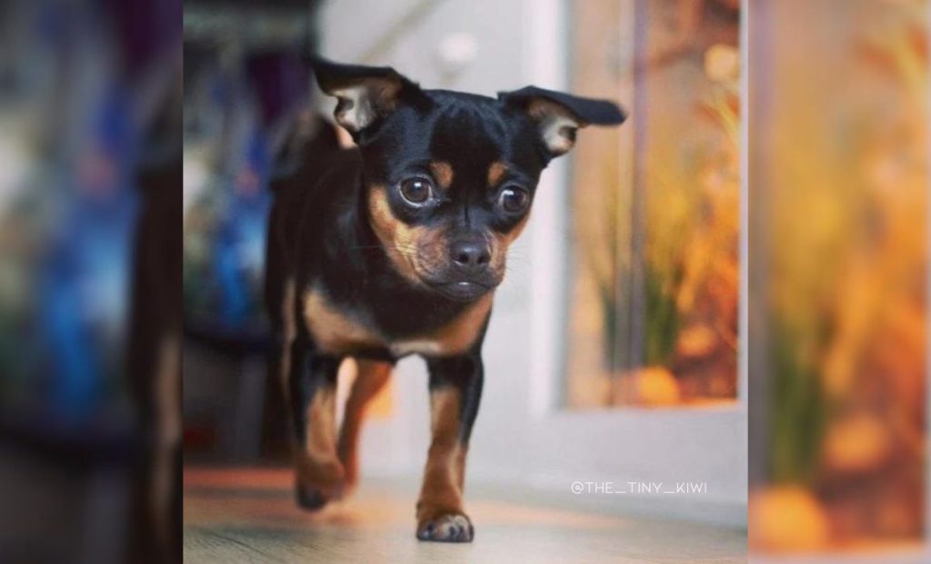 Black-Red-Chihuahua